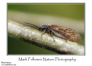 Alderfly Sialis lutaria